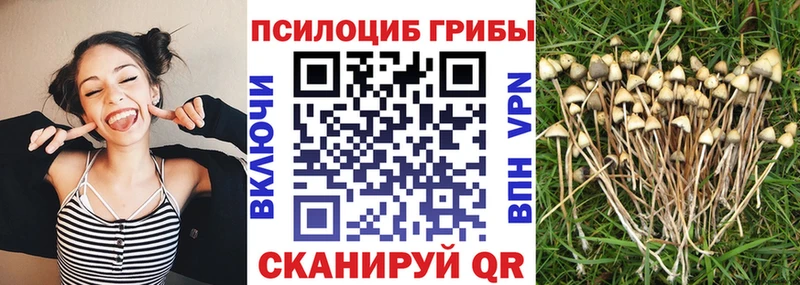 сколько стоит Апшеронск Галлюциногенные грибы Psilocybine cubensis